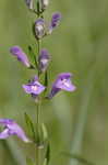 Helmet flower